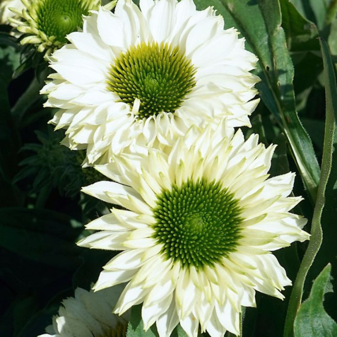 Ežiuolė (Echinacea) 'SunSeekers White Perfection'