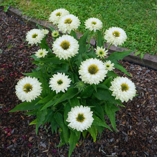 Ežiuolė (Echinacea) 'SunSeekers White Perfection'