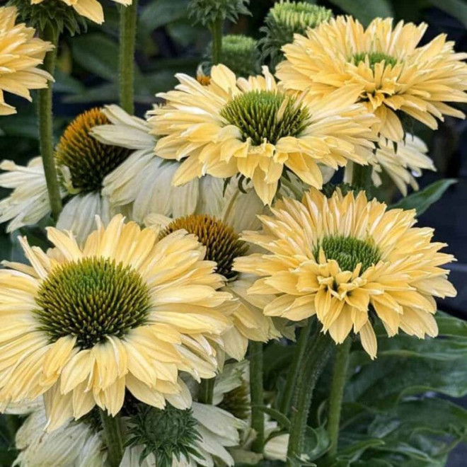 Ežiuolė (Echinacea) 'SunSeekers Limoncello'
