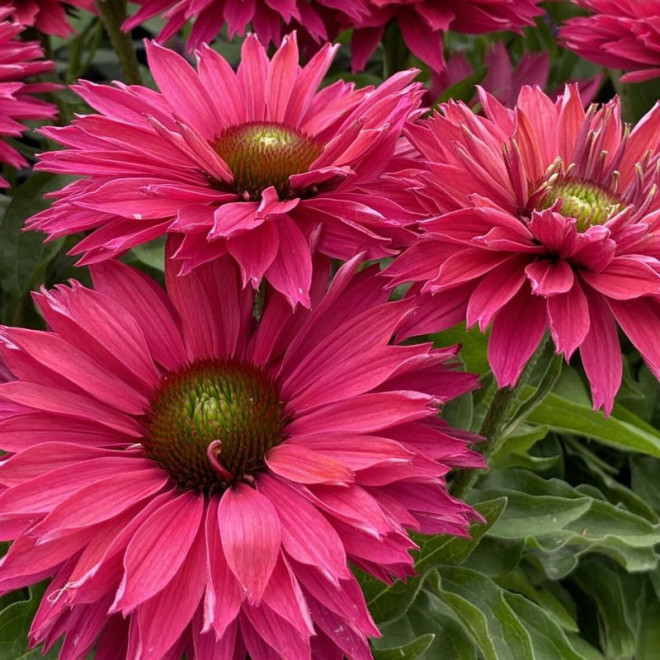 Ežiuolė (Echinacea) 'SunSeekers Pink Grapefruit'