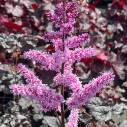 Astilbė kininė (Astilbe chinensis) 'Darkside of the Moon'