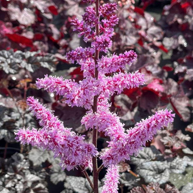 Astilbė kininė (Astilbe chinensis) 'Darkside of the Moon'