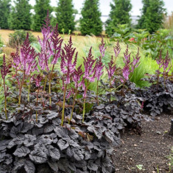 Astilbė kininė (Astilbe chinensis) 'Darkside of the Moon'