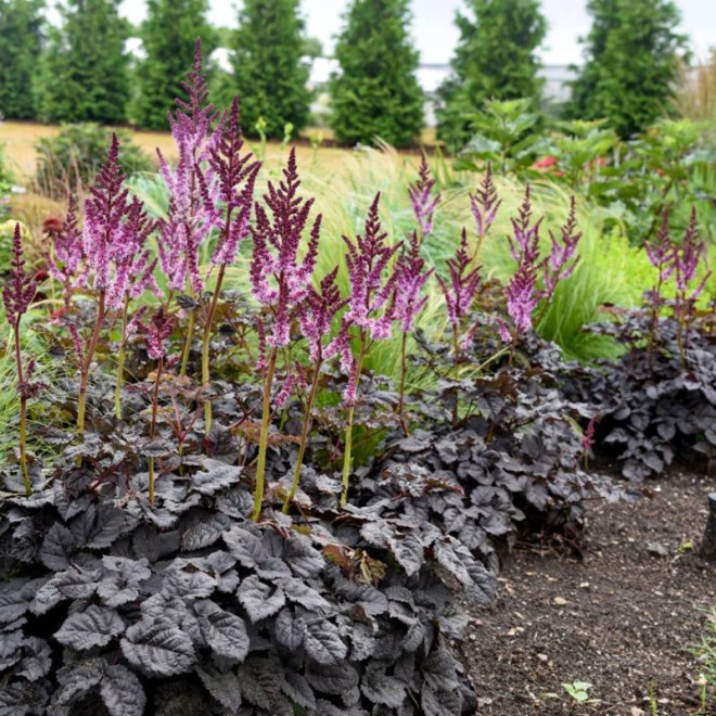 Astilbė kininė (Astilbe chinensis) 'Darkside of the Moon'