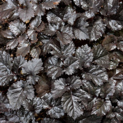 Astilbė kininė (Astilbe chinensis) 'Darkside of the Moon'