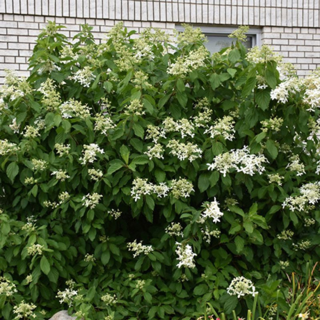 Hortenzija šluotelinė (Hydrangea paniculata) 'Great Star' medelis