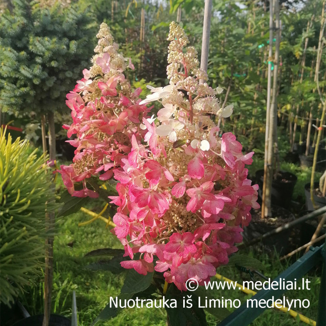 Hortenzija šluotelinė (Hydrangea paniculata) 'Candlelight' rausvėjantys žiedai tvirtos šakos
