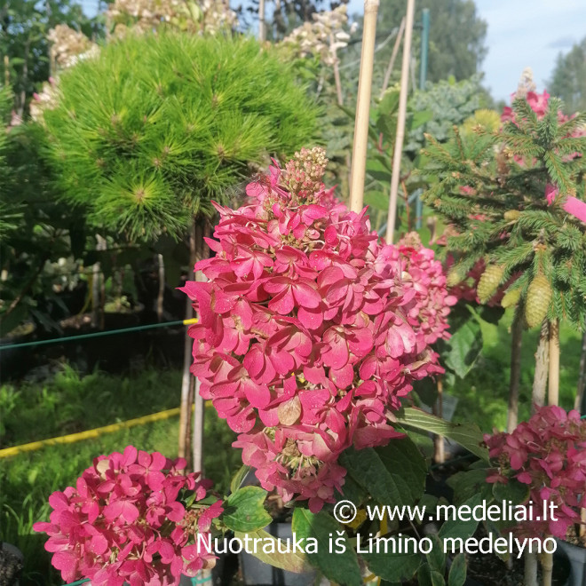 Hortenzija šluotelinė (Hydrangea paniculata) 'Candlelight' rausvėjantys žiedai tvirtos šakos