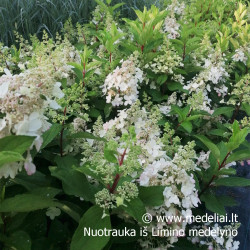 Hortenzija šluotelinė (Hydrangea paniculata) 'Candlelight' rausvėjantys žiedai tvirtos šakos