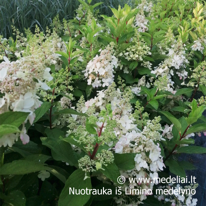 Hortenzija šluotelinė (Hydrangea paniculata) 'Candlelight' rausvėjantys žiedai tvirtos šakos