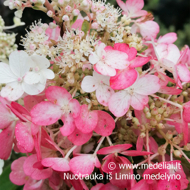 Hortenzija šluotelinė (Hydrangea paniculata) 'Candlelight' rausvėjantys žiedai tvirtos šakos