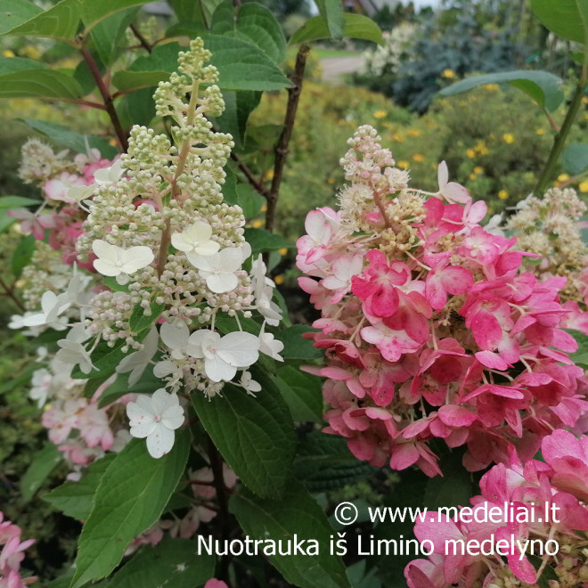 Hortenzija šluotelinė (Hydrangea paniculata) 'Candlelight' rausvėjantys žiedai tvirtos šakos
