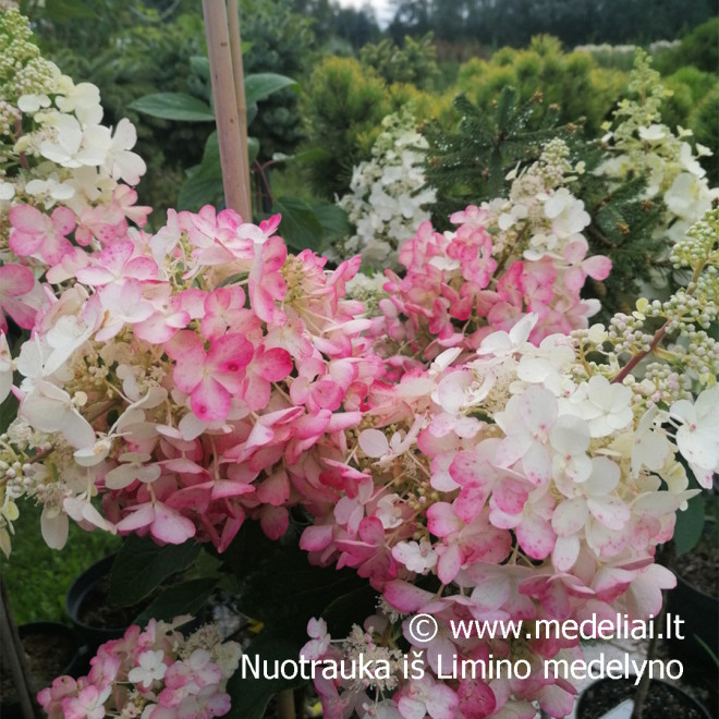 Hortenzija šluotelinė (Hydrangea paniculata) 'Candlelight' rausvėjantys žiedai tvirtos šakos