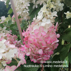 Hortenzija šluotelinė (Hydrangea paniculata) 'Candlelight' rausvėjantys žiedai tvirtos šakos