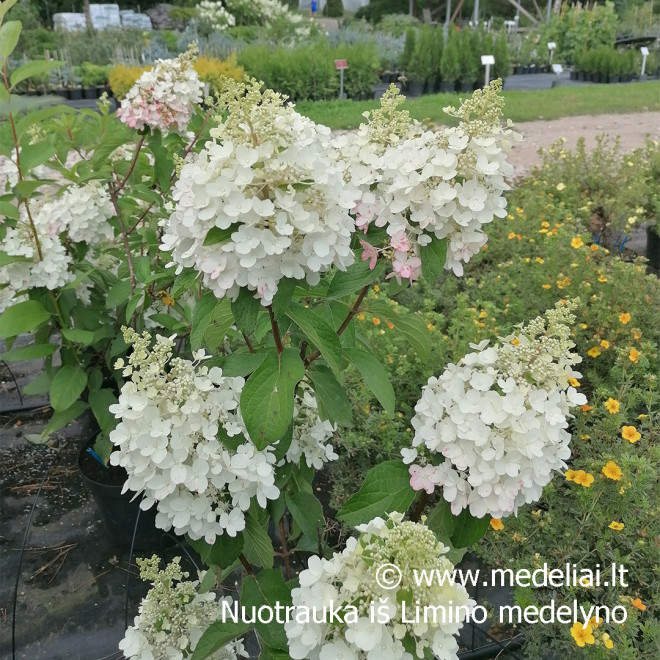 Hortenzija šluotelinė (Hydrangea paniculata) 'Candlelight' rausvėjantys žiedai tvirtos šakos