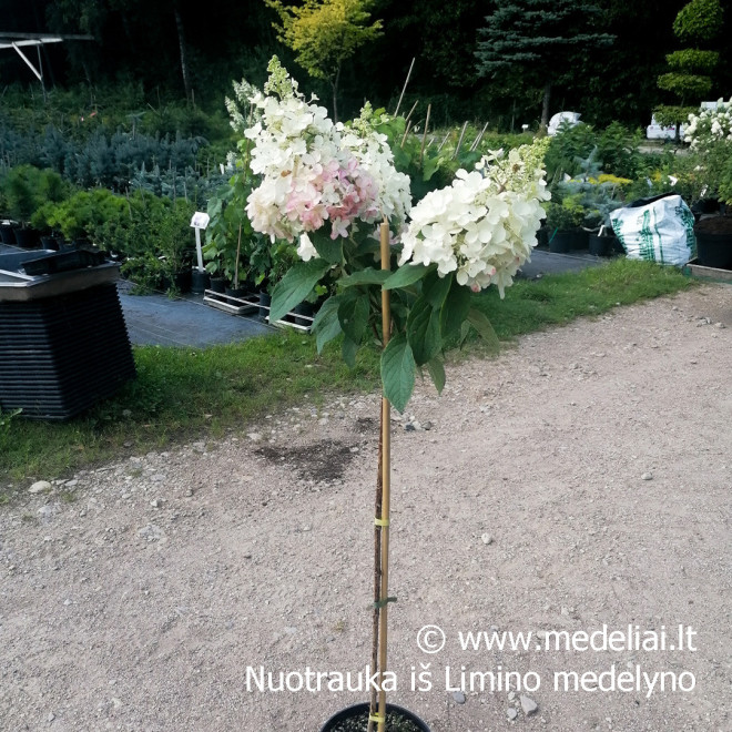 Hortenzija šluotelinė (Hydrangea paniculata) 'Candlelight' rausvėjantys žiedai tvirtos šakos