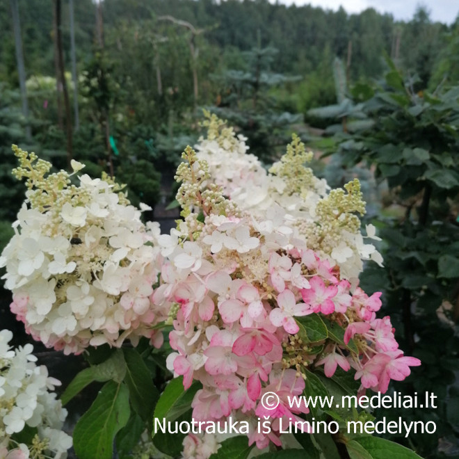 Hortenzija šluotelinė (Hydrangea paniculata) 'Candlelight' rausvėjantys žiedai tvirtos šakos