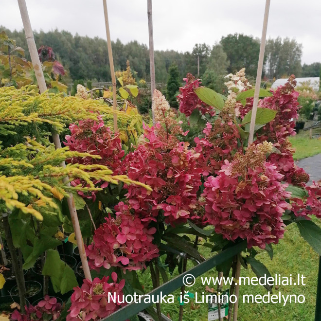 Hortenzija šluotelinė (Hydrangea paniculata) 'Candlelight' rausvėjantys žiedai tvirtos šakos
