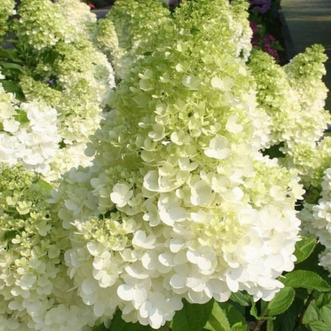 Hortenzija šluotelinė (Hydrangea paniculata) 'Magical Moonlight' medelis žiedas kūgio formos dideli