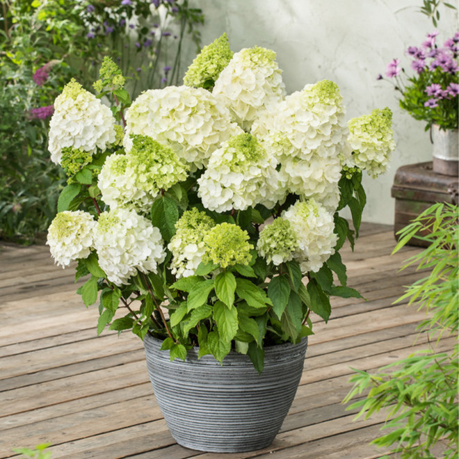 Hortenzija šluotelinė (Hydrangea paniculata) 'Magical Moonlight' medelis žiedas kūgio formos dideli
