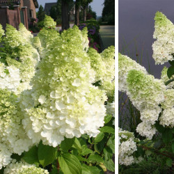 Hortenzija šluotelinė (Hydrangea paniculata) 'Magical Moonlight' medelis žiedas kūgio formos dideli