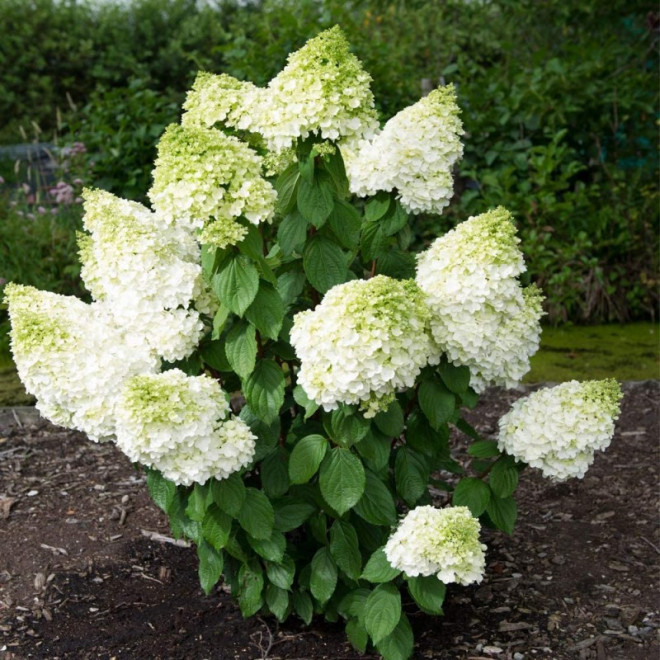 Hortenzija šluotelinė (Hydrangea paniculata) 'Magical Moonlight' medelis žiedas kūgio formos dideli