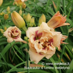 Viendienė (Hemerocallis hybrida) 'Little Miss Manners'