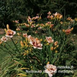 Viendienė (Hemerocallis hybrida) 'Little Miss Manners'