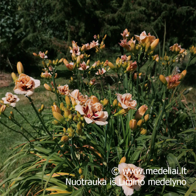 Viendienė (Hemerocallis hybrida) 'Little Miss Manners'