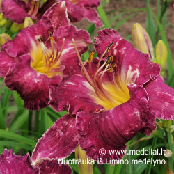 Viendienė (Hemerocallis) 'Salem Witch'