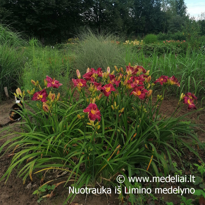 Viendienė (Hemerocallis) 'Salem Witch'