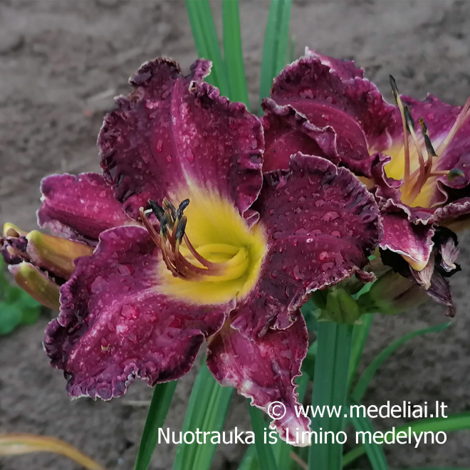 Viendienė (Hemerocallis) 'Salem Witch'