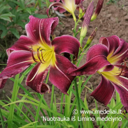Viendienė (Hemerocallis) 'Paint it Black'