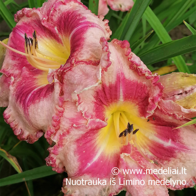Viendienė (Hemerocallis) 'Parrot Tattoo'