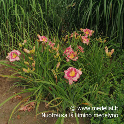Viendienė (Hemerocallis) 'Parrot Tattoo'