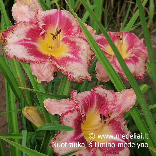 Viendienė (Hemerocallis) 'Parrot Tattoo'