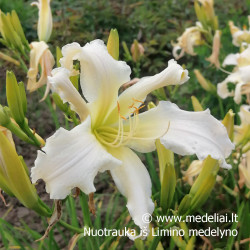 Viendienė (Hemerocallis) 'Heavenly Angel Ice' vienadienė