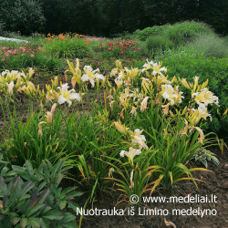 Viendienė (Hemerocallis) 'Heavenly Angel Ice' vienadienė