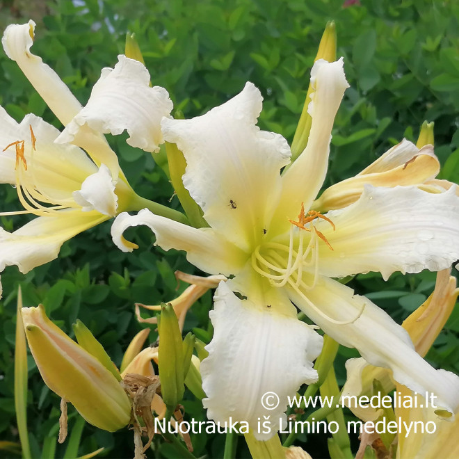 Viendienė (Hemerocallis) 'Heavenly Angel Ice' vienadienė
