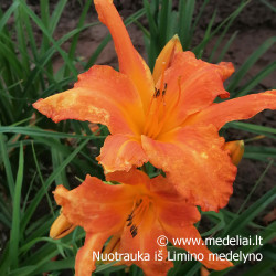 Viendienė (Hemerocallis) 'Primal Scream' vienadienė