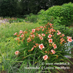 Viendienė (Hemerocallis) 'Strawbery Fields Forever'