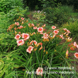 Viendienė (Hemerocallis) 'Strawbery Fields Forever'