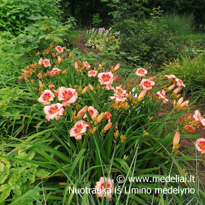 Viendienė (Hemerocallis) 'Strawbery Fields Forever'