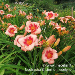 Viendienė (Hemerocallis) 'Strawbery Fields Forever'