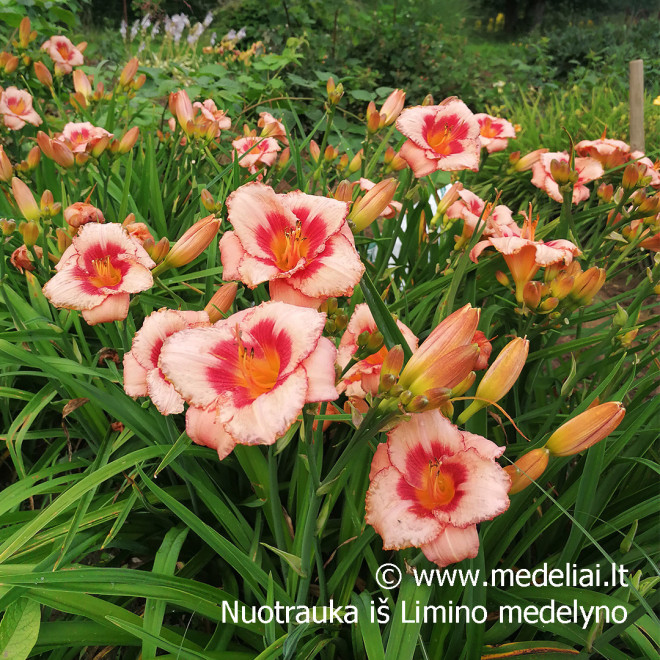 Viendienė (Hemerocallis) 'Strawbery Fields Forever'