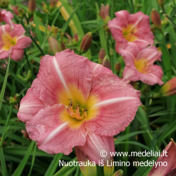 Viendienė (Hemerocallis) 'Matrousjka'