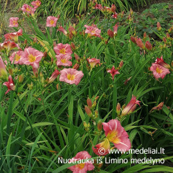 Viendienė (Hemerocallis) 'Matrousjka'