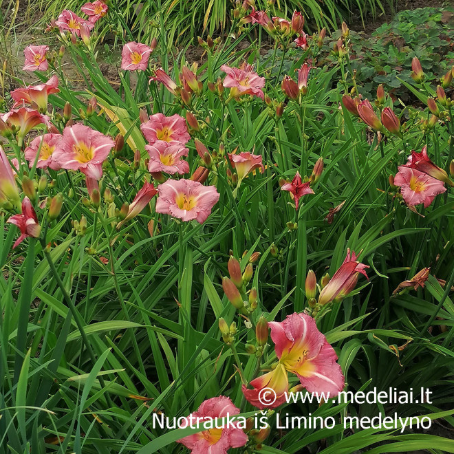 Viendienė (Hemerocallis) 'Matrousjka'