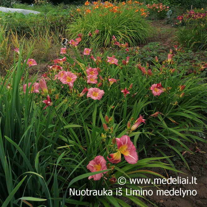 Viendienė (Hemerocallis) 'Matrousjka'
