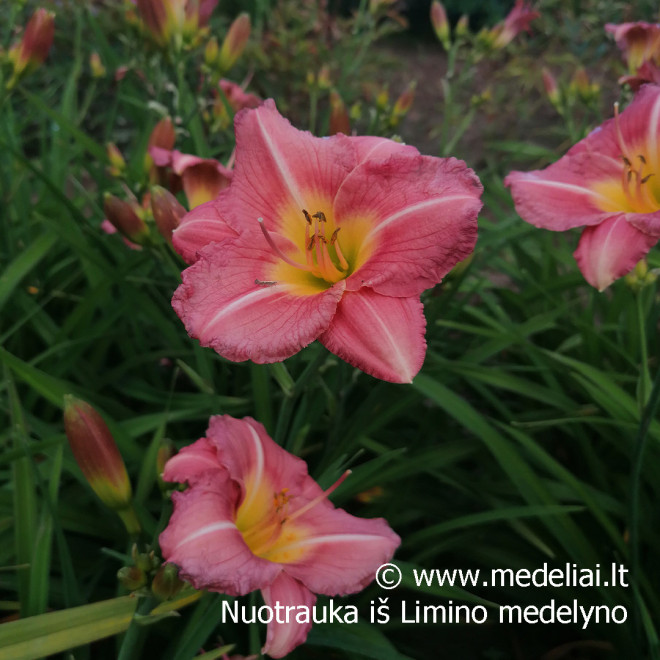 Viendienė (Hemerocallis) 'Matrousjka'
